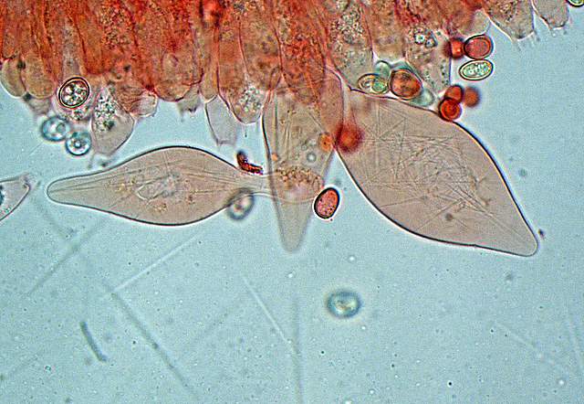 Pluteus mammifer  Romagnesi
